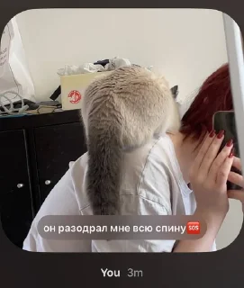 🆘 emoji чами лучший котик Telegram sticker 22 of 35