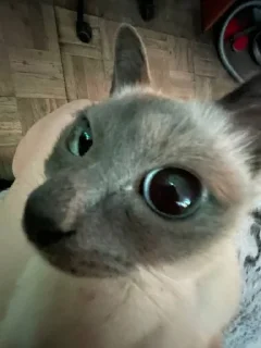 👀 emoji чами лучший котик Telegram sticker 5 of 35