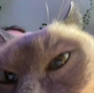 🤨 emoji чами лучший котик Telegram sticker 11 of 35
