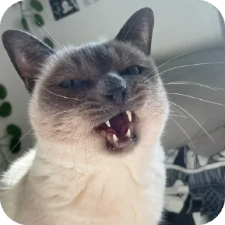 🤬 emoji чами лучший котик Telegram sticker 23 of 35