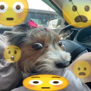 😳 emoji Dogs | @salkostik Telegram sticker 22 of 23