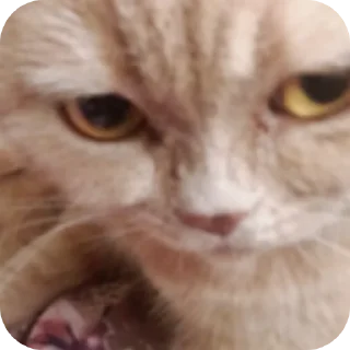 👍 emoji настя ➡️ @Ctikerubot Telegram sticker 8 of 120
