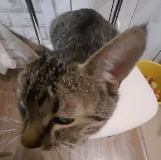 👂 emoji степины раби Telegram sticker 18 of 26