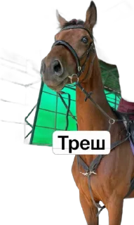 Sticker from Liza&horses