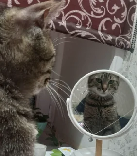 🤨 emoji степины раби Telegram sticker 8 of 26