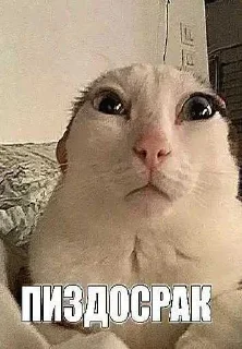 🤒 emoji САМЫЕ ПИЗДАТЫЙ НАБОР СТИКЕРОВ Telegram sticker 20 of 105