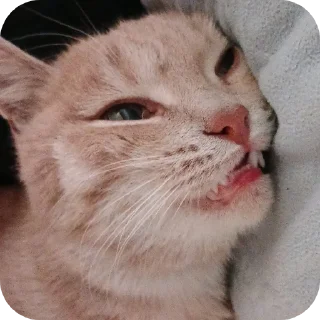 🐱 emoji минами с.п Telegram sticker 22 of 35