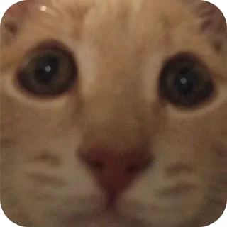 🐱 emoji минами с.п Telegram sticker 6 of 35