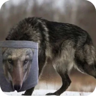 🐶 emoji минами с.п Telegram sticker 15 of 35