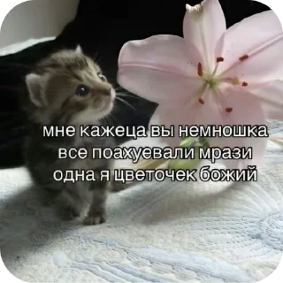 😀 emoji минами с.п Telegram sticker 24 of 35