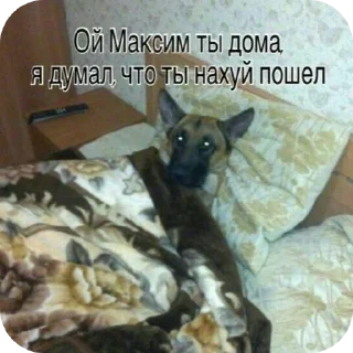 🐱 emoji минами с.п Telegram sticker 12 of 35