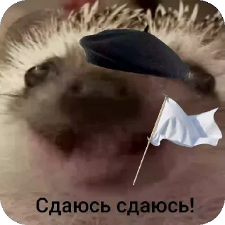 🦔 emoji Ежиная империя Telegram sticker 12 of 25