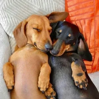 👩‍❤️‍👨 emoji dachshund Telegram sticker 19 of 47