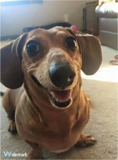 😬 emoji dachshund Telegram sticker 4 of 47