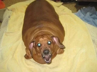 🤬 emoji dachshund Telegram sticker 5 of 47