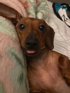 😛 emoji dachshund Telegram sticker 13 of 47