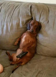 🎮 emoji dachshund Telegram sticker 18 of 47