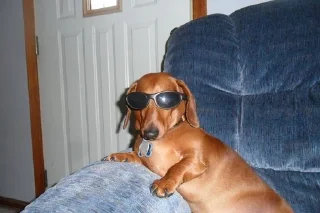 😎 emoji dachshund Telegram sticker 1 of 47