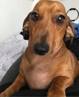🤥 emoji dachshund Telegram sticker 16 of 47
