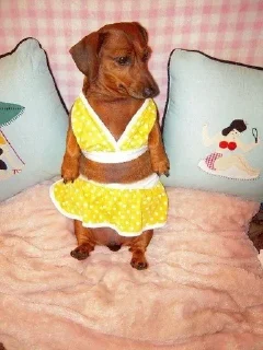 🤩 emoji dachshund Telegram sticker 7 of 47