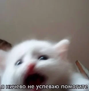 🌟 emoji На случай важных переговоров Telegram sticker 18 of 120