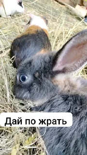 Sticker from Стікерии