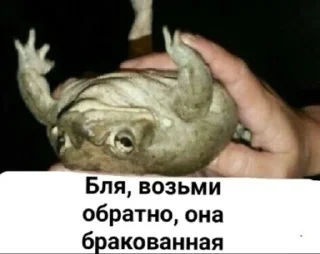 🌟 emoji Жабу Telegram sticker 17 of 38