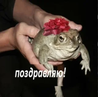 🌟 emoji Жабу Telegram sticker 8 of 38