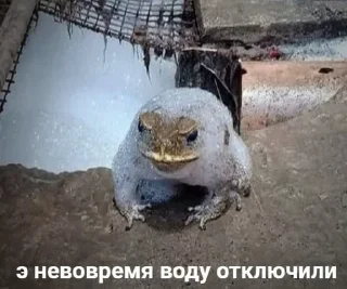 🌟 emoji Жабу Telegram sticker 19 of 38