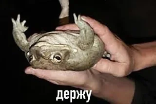 🌟 emoji Жабу Telegram sticker 9 of 38