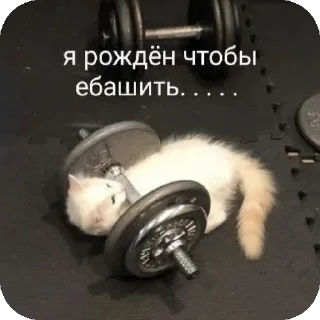 🎡 emoji привет мой свет не погас<3 Telegram sticker 8 of 100