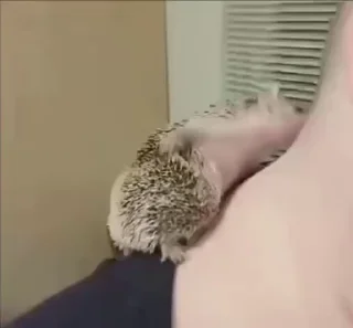 🦔 emoji Зоопарк Telegram sticker 17 of 120