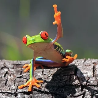 🐸 emoji Жаби мої жаби Telegram sticker 17 of 41