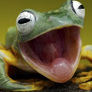 😜 emoji Жаби мої жаби Telegram sticker 5 of 41