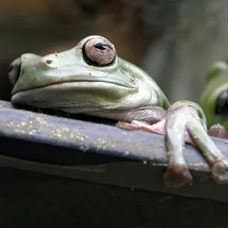🐸 emoji Жаби мої жаби Telegram sticker 16 of 41