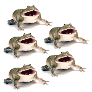 🐸 emoji Жаби мої жаби Telegram sticker 9 of 41