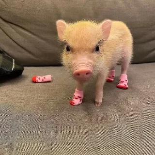 🐷 emoji аа свинке Telegram sticker 20 of 30