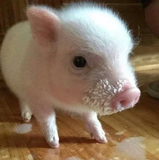 🐷 emoji аа свинке Telegram sticker 9 of 30