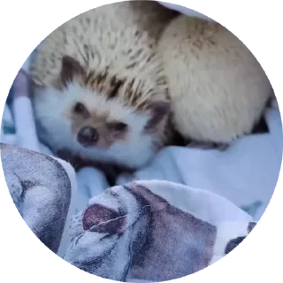 🌟 emoji Больше стикеров тут: @allstickers_tg Telegram sticker 3 of 50