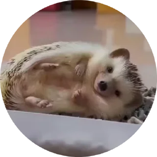 🌟 emoji Больше стикеров тут: @allstickers_tg Telegram sticker 19 of 50