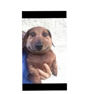 🐶 emoji Лето и арбалеты🤏🤏🤏 @TgEmodziBot Telegram sticker 21 of 25