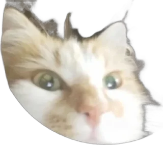 🌟 emoji Коти-бобри Telegram sticker 9 of 89