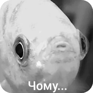 😢 emoji Гурамі золотий | by @MrFaulpelz Telegram sticker 10 of 61