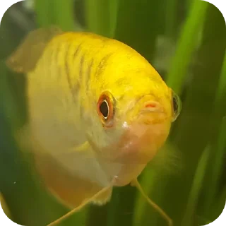 🐠 emoji Гурамі золотий | by @MrFaulpelz Telegram sticker 11 of 61