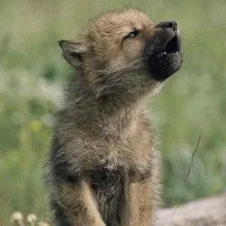 🐺 emoji СТИКЕРЫ ТОЛЬКО ДЛЯ NOхFABLE Telegram sticker 11 of 46