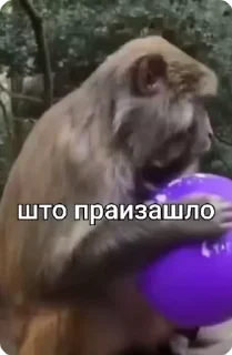 ⁉ emoji БОЛЬШЕ ⇨ @CLOOBHUB ОБЕЗЬЯНЫ СТИКЕРЫ MONKEYS TG ТГ Telegram sticker 11 of 38