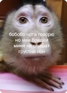 😰 emoji БОЛЬШЕ ⇨ @CLOOBHUB ОБЕЗЬЯНЫ СТИКЕРЫ MONKEYS TG ТГ Telegram sticker 6 of 38