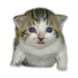 Sticker from коты ебучие