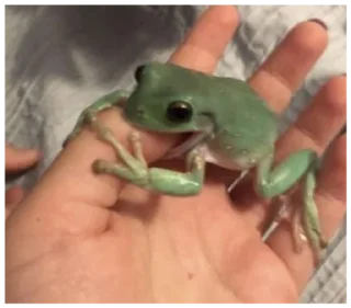 🐸 emoji жабы Telegram sticker 20 of 20