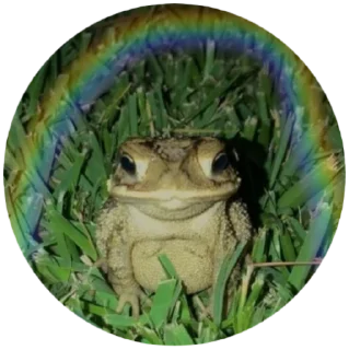 🐸 emoji жабы Telegram sticker 7 of 20
